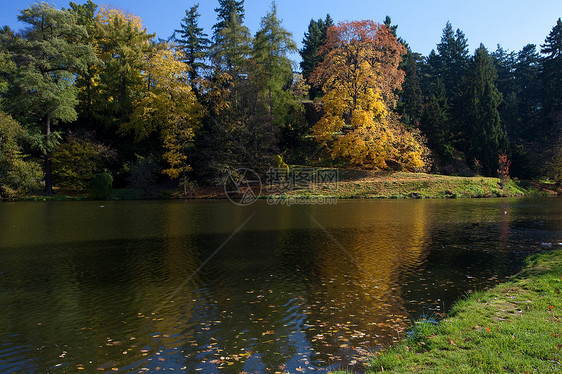 美丽的秋天风景 有丰富多彩的树木和池塘场景空地森林远足植物树叶叶子环境衬套阴影图片