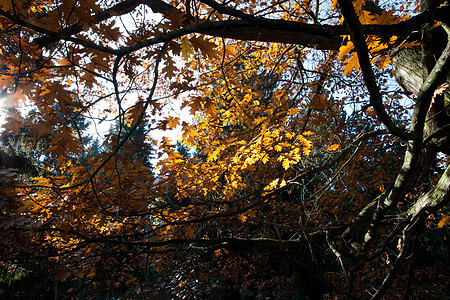 太阳在树冠上流淌场景叶子空地公园树木阴影金子橙子车道树叶图片