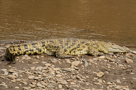 马拉河附近的鳄鱼猎人野生动物捕食者爬虫食肉荒野动物图片