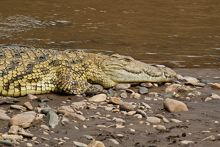 马拉河附近的鳄鱼食肉爬虫捕食者荒野动物猎人野生动物图片