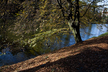 美丽的秋天风景 有丰富多彩的树木和池塘文化车道叶子太阳森林植物季节阴影远足树叶图片