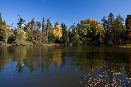 美丽的秋天风景 有丰富多彩的树木和池塘场景远足车道季节叶子太阳公园森林衬套人行道图片