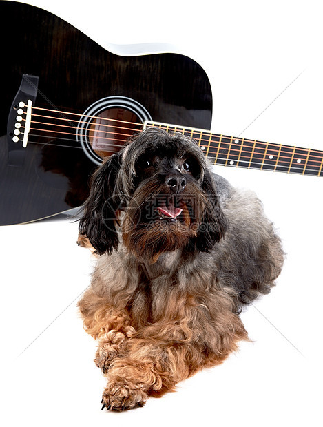 装饰性的狗狗和吉他指板毛皮爪子民间宠物脊椎动物哺乳动物朋友音乐乐趣图片