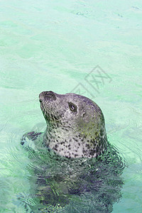 从水中向外看的密封荒野海豹蓝色动物群旅游哺乳动物灰色野生动物生态狮子图片