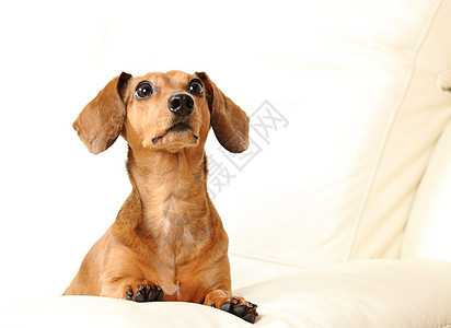沙发上的达尚狗犬类朋友爸爸动物食肉棕色白色宠物小狗哺乳动物图片