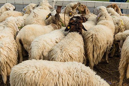 非洲白羊趴在地上 环视四周牧场白色草地家畜团体动物农场哺乳动物羊肉耳朵图片
