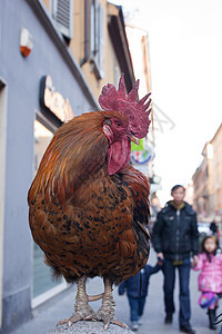 龙式小鸡家禽宠物波峰男性照片村庄鸡冠农场食物图片