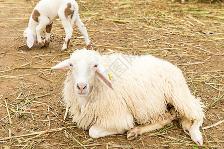 非洲白羊趴在地上 环视四周哺乳动物团体场地白色耳朵家畜内存牧场农场动物图片
