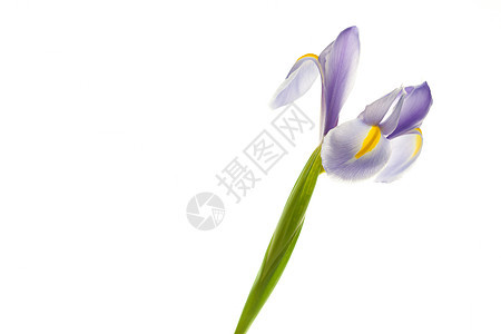 Iris 孤立于白色的Iris花粉植物学蓝色绿色紫色花序花瓣水平叶子植物图片