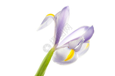 Iris 孤立于白色的Iris叶子花瓣植物学蓝色水平花序花粉发芽植物绿色图片