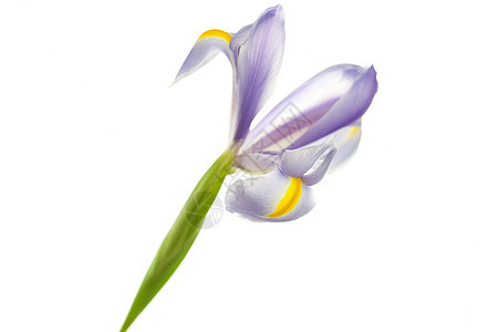 Iris 孤立于白色的Iris花序花瓣绿色植物学发芽叶子水平花粉蓝色紫色图片