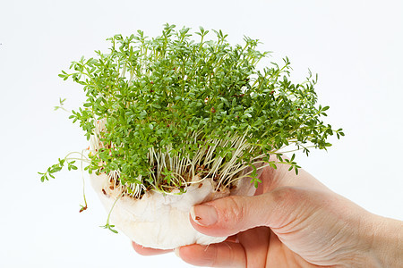 在白色背景上孤立的手中新鲜的晶体叶子植物蔬菜草本植物食物灌木生物香气食欲宏观图片