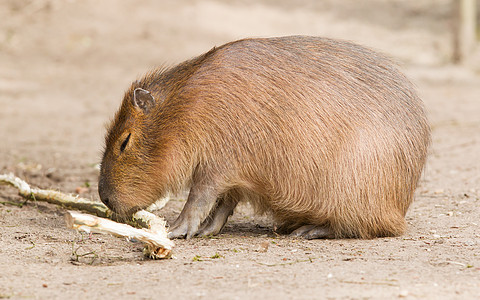 Capybara 水手坐在沙子里水豚棕色哺乳动物毛皮荒野动物动物园水鸡热带蹼状图片