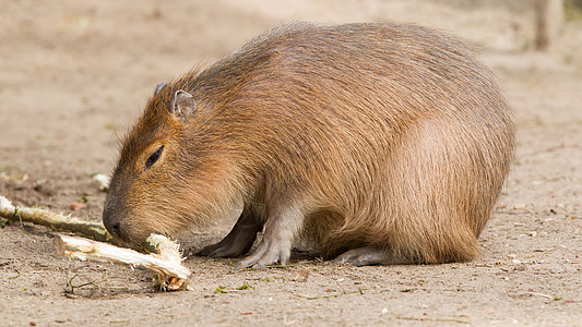 Capybara 水手坐在沙子里水豚哺乳动物动物群水螅水鸡蹼状热带动物棕色毛皮图片