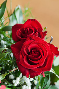 红玫瑰玫瑰生日宏观婚礼植物花朵念日园艺花束情人图片