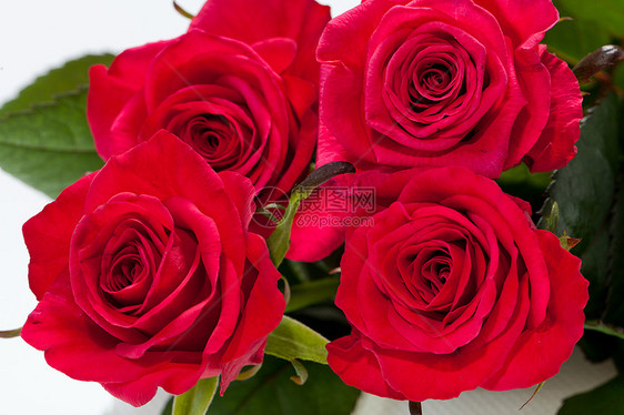 红玫瑰宏观生日花束水滴花瓣植物情人女性婚礼玫瑰图片