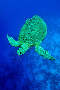 海绿色海龟潜水动物游泳旅行蓝色热带荒野海洋野生动物两栖图片