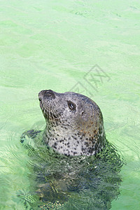 从水中向外看的密封眼睛动物群旅游蓝色灰色野生动物生态荒野棕色海豹图片