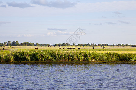 荷兰风景 有水 草和马图片
