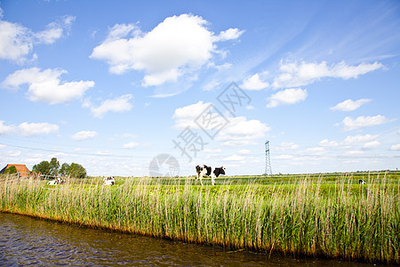 荷兰有草和牛的荷兰风景图片
