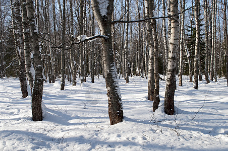 冬季森林中的小树枝树木分支机构景观树干木头季节蓝天桦木风景白色图片