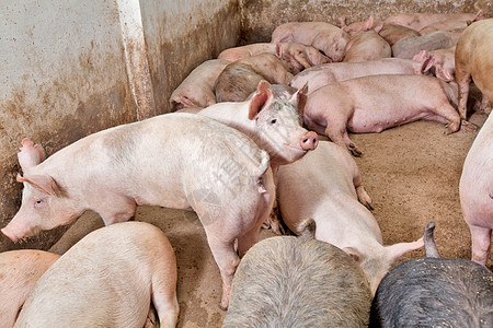 养猪场农场产业猪圈饲养哺乳动物农庄配种猪肉睡眠乡村图片
