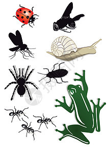 易腐虫蜘蛛青蛙蜗牛昆虫瘙痒寄生虫爬行动物蟑螂怪物害虫图片