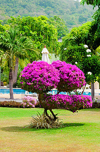 热带旅馆泳池附近的鲜花树图片