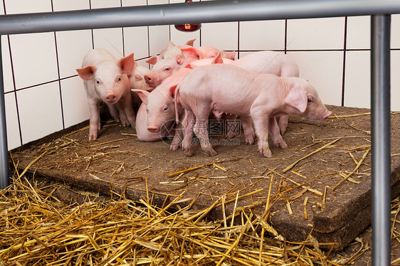 年轻的小猪头饲养小猪乡村哺乳动物稻草农场家畜公猪养猪场动物图片