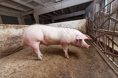 年轻的野猪工业鼻子哺乳动物农庄产业家畜配种谷仓养猪场农场图片