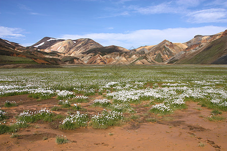 冰岛白色高原绿色棉莎草旅游峡谷旅行火山观光山脉图片