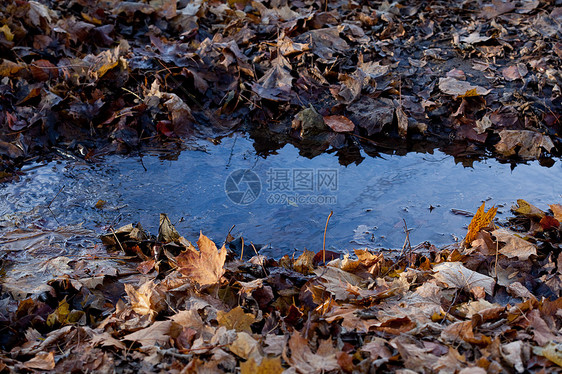 一条小溪流进秋林树木公园植物空地溪流远足阴影环境文化叶子图片