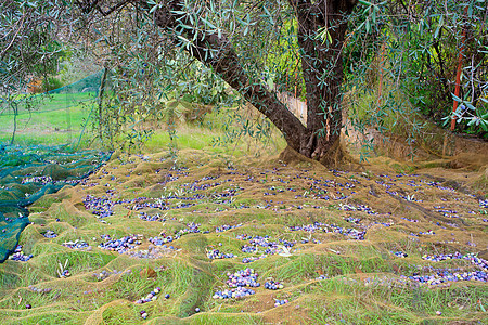 橄榄收获收成饮食美食梯子烹饪古董花园叶子农村树木图片