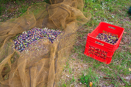 橄榄收获水果塑料盒子美食烹饪收成农业叶子食物梯子图片