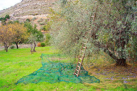 橄榄收获饮食古董叶子烹饪树木梯子水果花园农业美食图片
