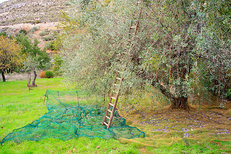 橄榄收获收成树木食物古董农业农村梯子蔬菜饮食水果图片