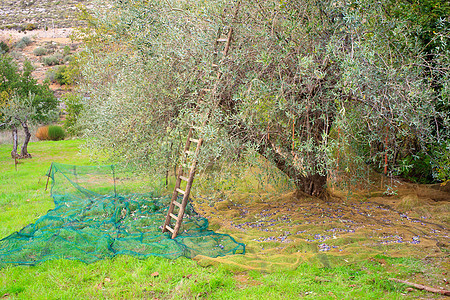 橄榄收获维生素饮食美食蔬菜农村梯子花园古董叶子收成图片
