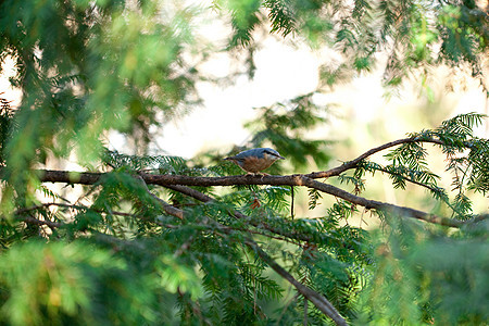鸟儿坐在秋林的树枝上图片