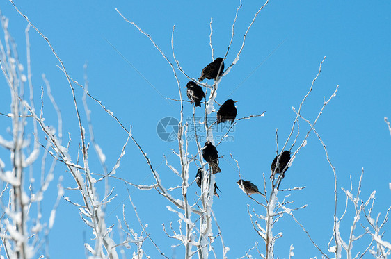 在冰冷的树上鸟儿图片