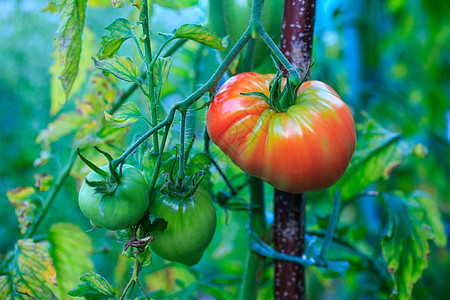 番茄蔬菜农业红色农场生物农民食物植物场地营养图片