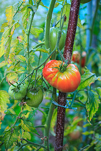 番茄蔬菜生物农业营养红色植物场地食物农民农场背景图片
