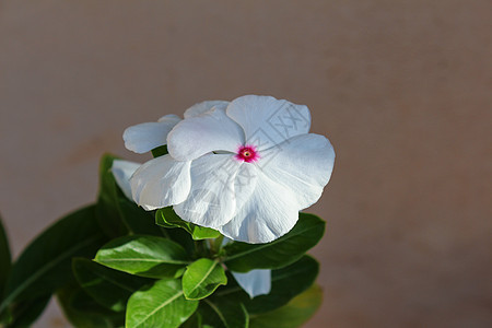 文卡花白色叶子花束宏观背景花头长春花花朵草本植物植物图片