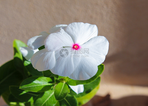 文卡花桃金娘花束花朵植物长春花白色宏观背景粉色草本植物图片