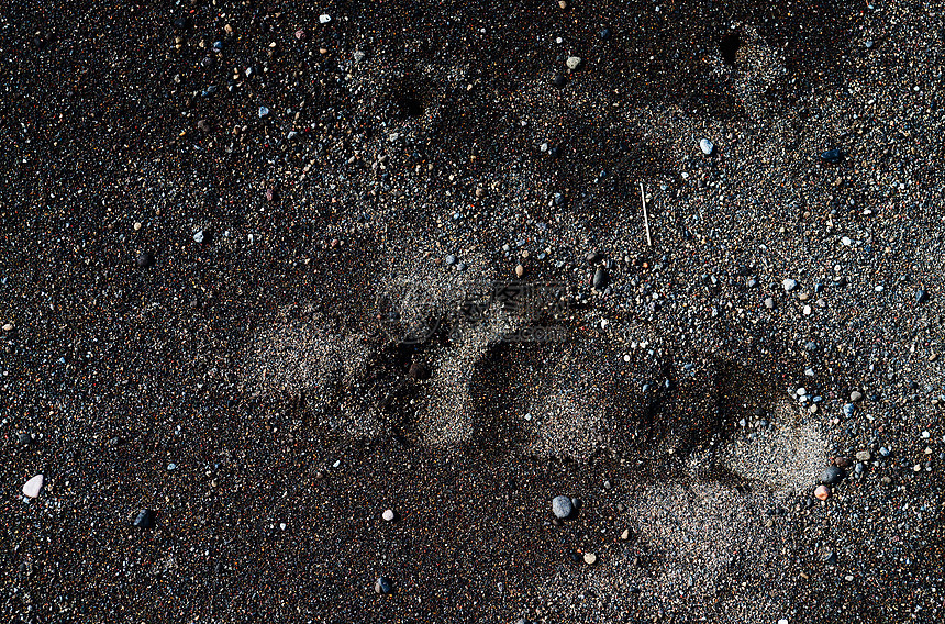 黑色沙沙火山海滩上的脚印图片