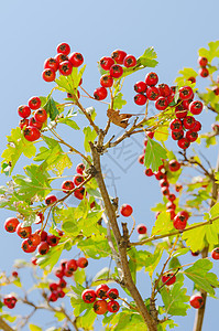 红维他命健康 在树枝上流利 成熟食物季节水果花园衬套植物树叶日光叶子浆果天空图片