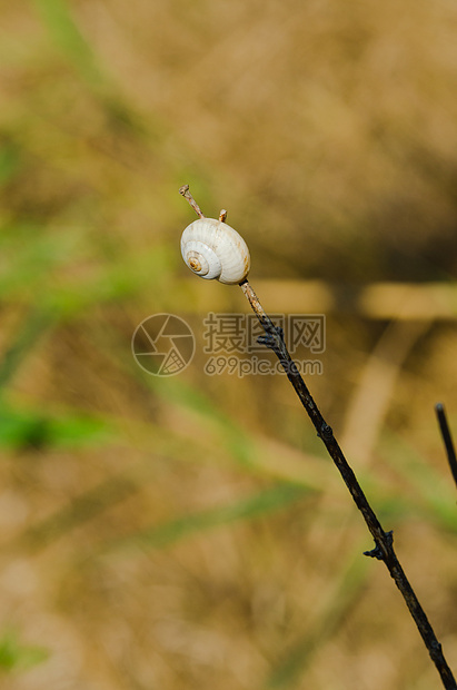一只小蜗牛紧握在植物干上 自然背景季节动物生物学动物学螺旋绿色棕色耳蜗日光野生动物图片