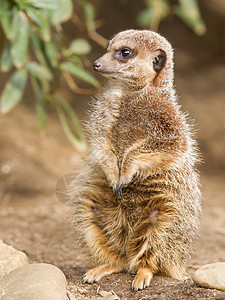 盐酸或meerkat鼻子猫鼬头发眼睛警卫沙漠荒野警报野生动物哺乳动物图片