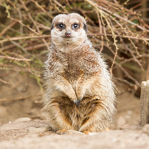 盐酸或meerkat头发沙漠动物警报眼睛鼻子生物猫鼬生态警卫图片