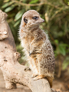 盐酸或meerkat动物鼻子荒野头发哺乳动物生态猫鼬野生动物沙漠眼睛图片