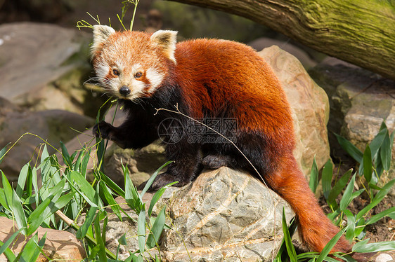 红熊猫 火狐或小熊熊猫哺乳动物动物野生动物动物园毛皮富根竹子小吃大熊猫叶子图片